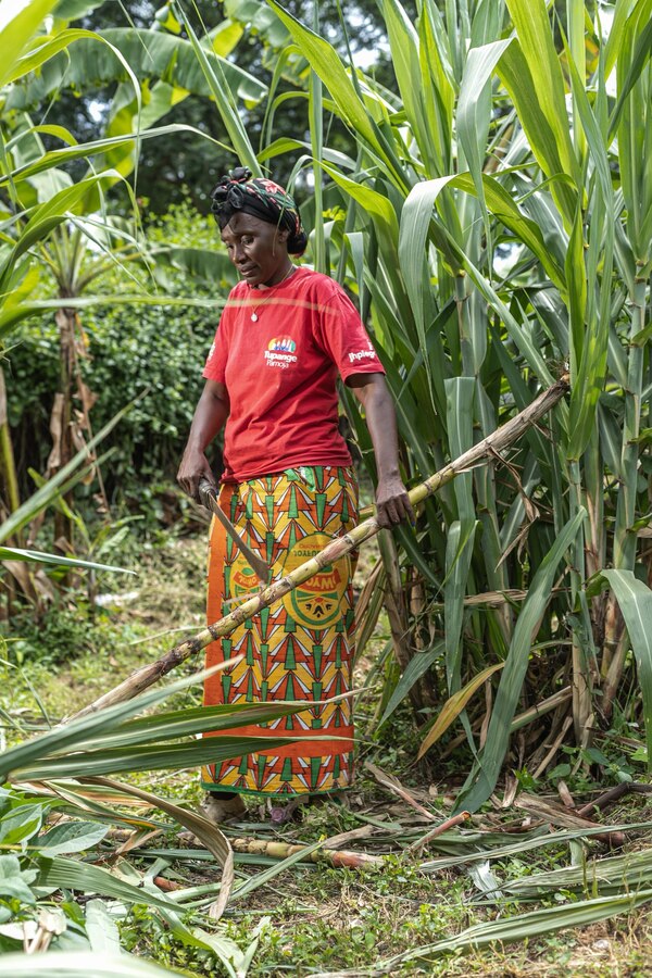 Periodically, fluctuations in soil fertility occur, resulting in seasons where the plants experience a lack of moisture, impacting their growth and vitality.