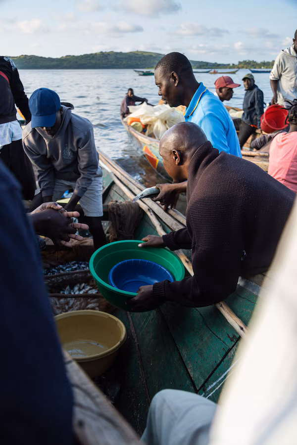 Caleb Ageng’o hustles with other buyers to get the best fish from fishermen who have been fishing through the night.
