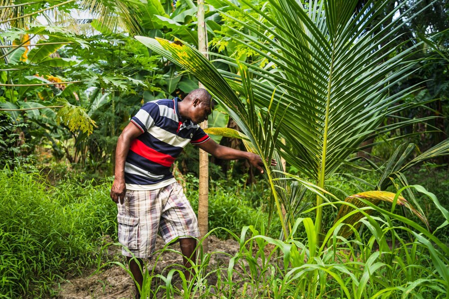 Paul carefully inspects his coconut trees, recognising their delicate nature when young. If infested, their growth can be stunted.