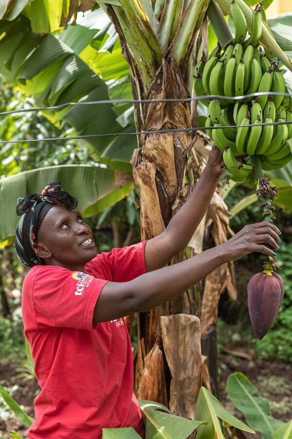Regina Nyambura”I gained both the idea and skills for urban farming, together with my friends, under the guidance of the NGO known as Save the Children. Their support played a pivotal role in empowering us to venture into sustainable urban farming practices.”