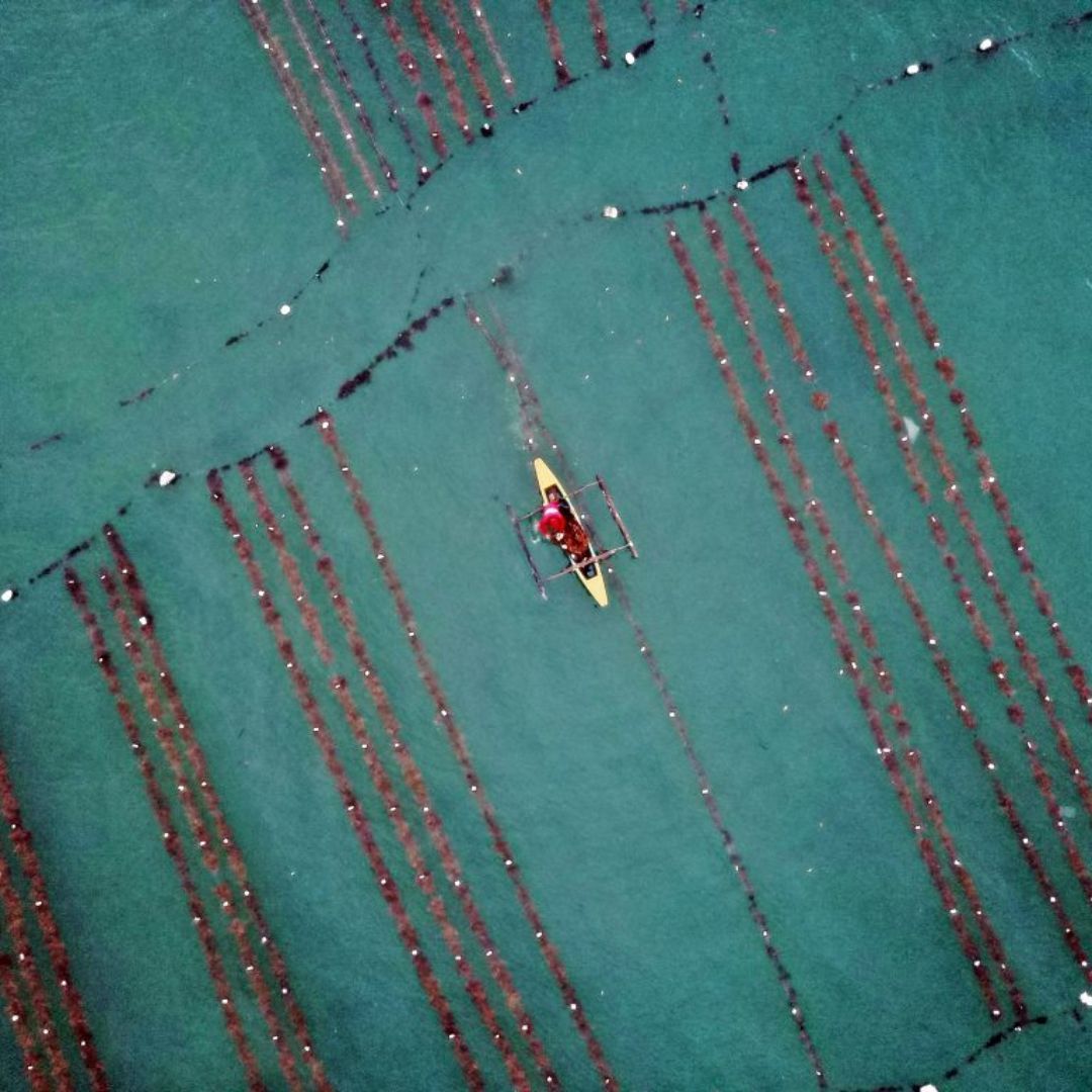 Fishing boats from above