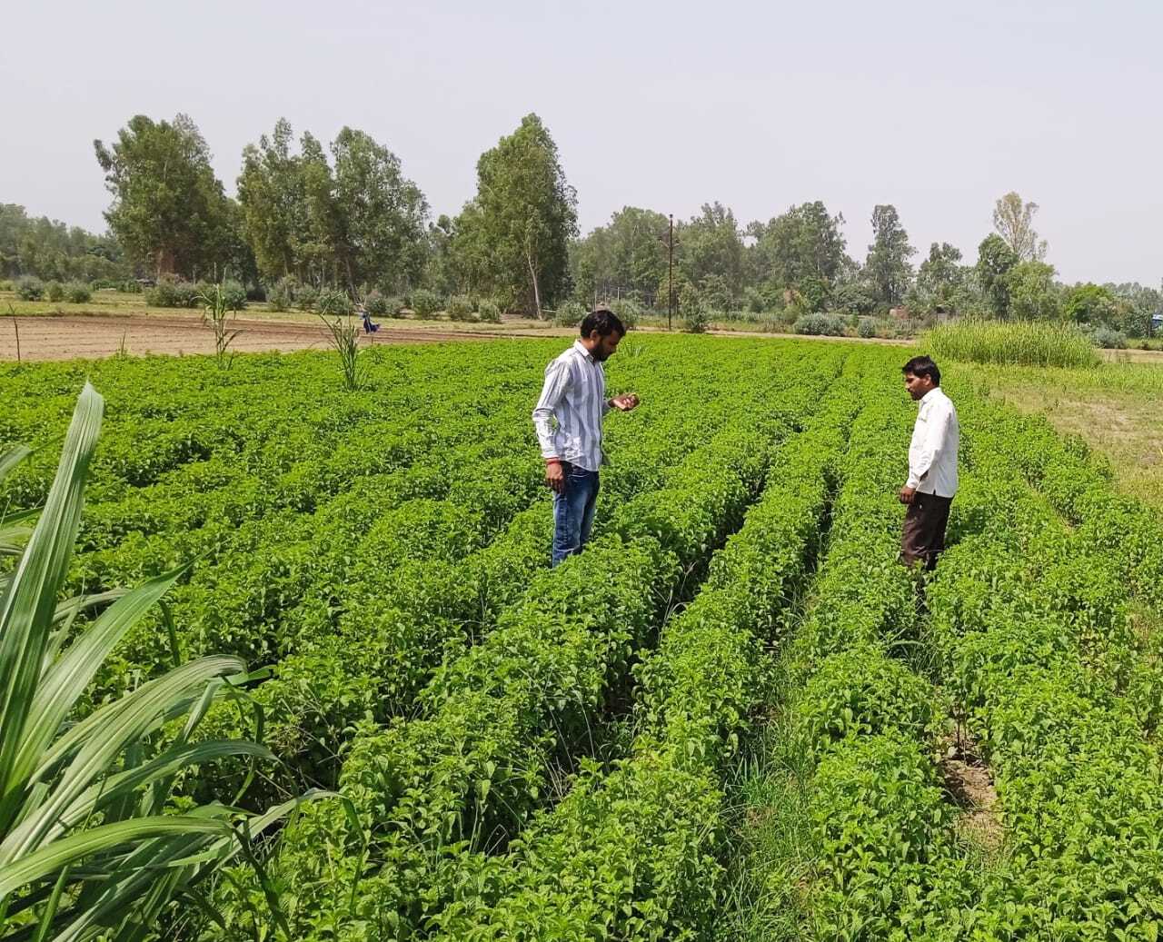 Two men stood in field of mint plants